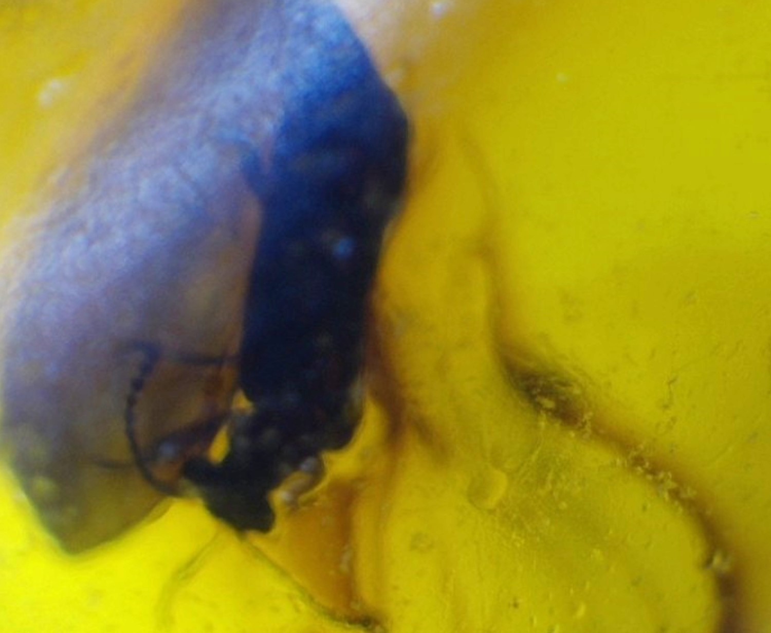 Natural Dominican Amber Insect Fossil | Prehistoric Beetle Inclusion 24mm