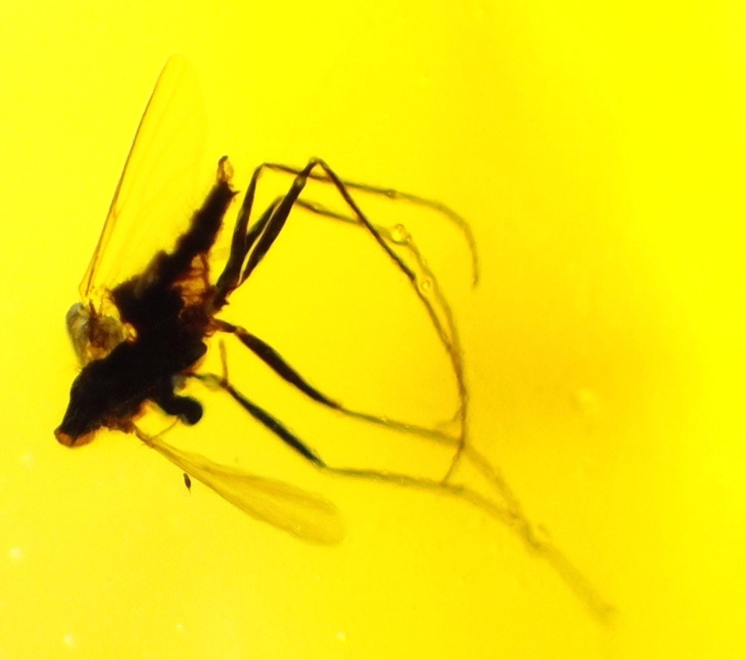 ✨ Natural Dominican Amber Insect Fossil – Polished Stone 18mm