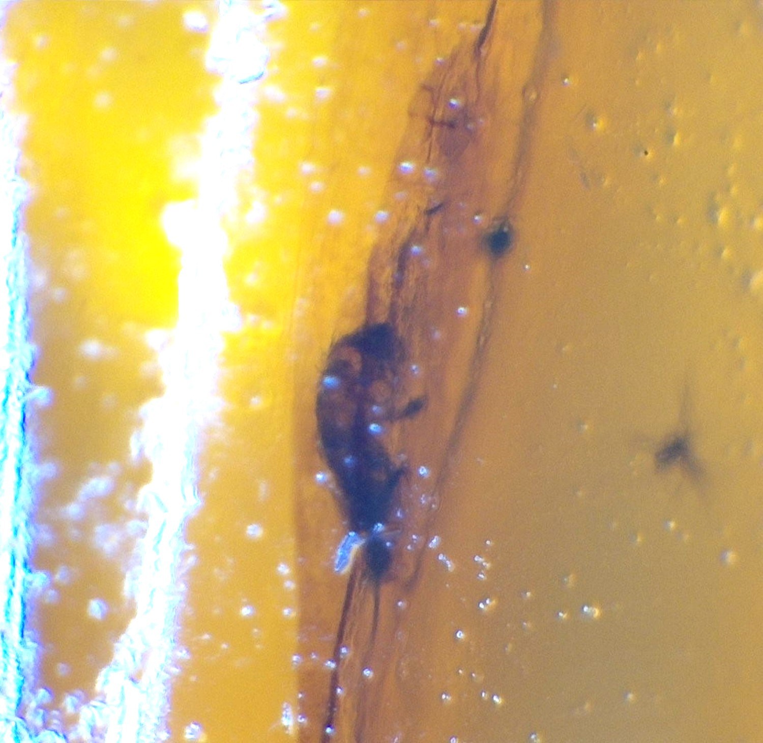 ✨ Natural Dominican Amber Insect Fossil – Polished Stone 22mm