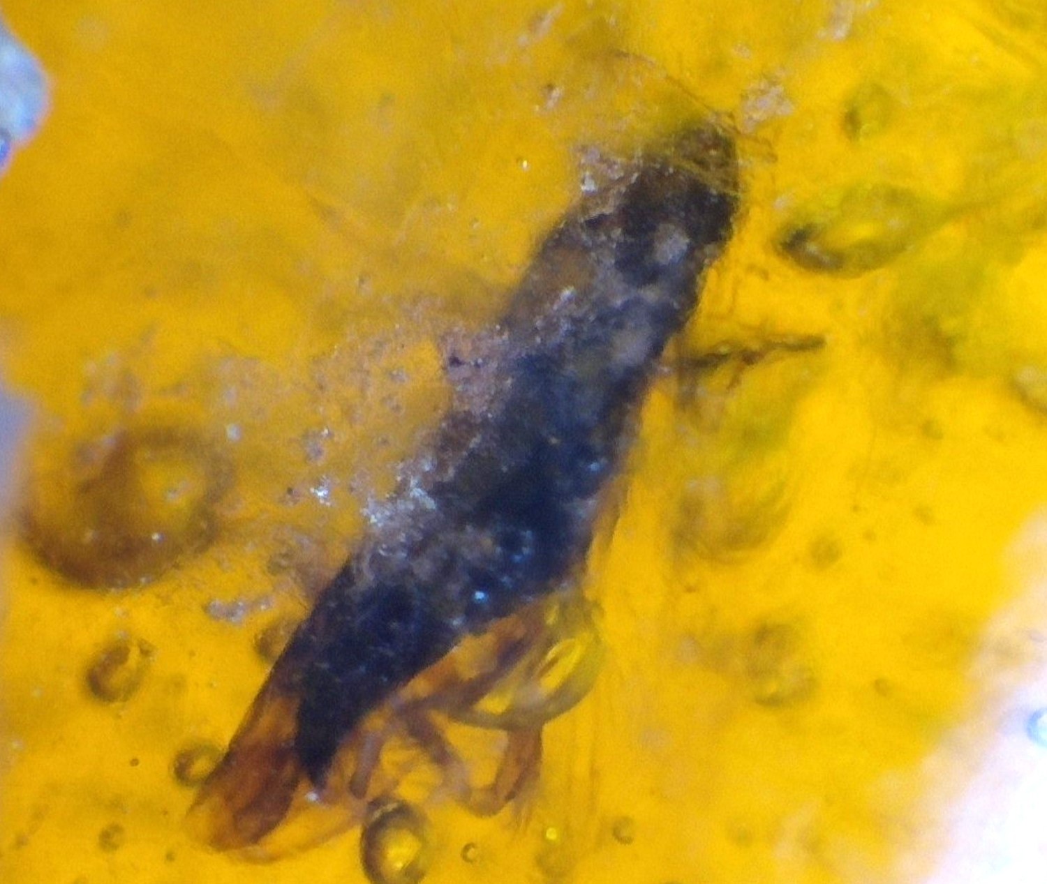 Natural Dominican Amber with Insect Inclusion 30mm