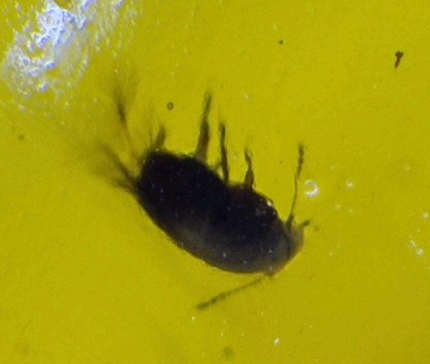 Natural Dominican Amber Polished Stone 30mm – Fly / Gnat Inclusion Fossil