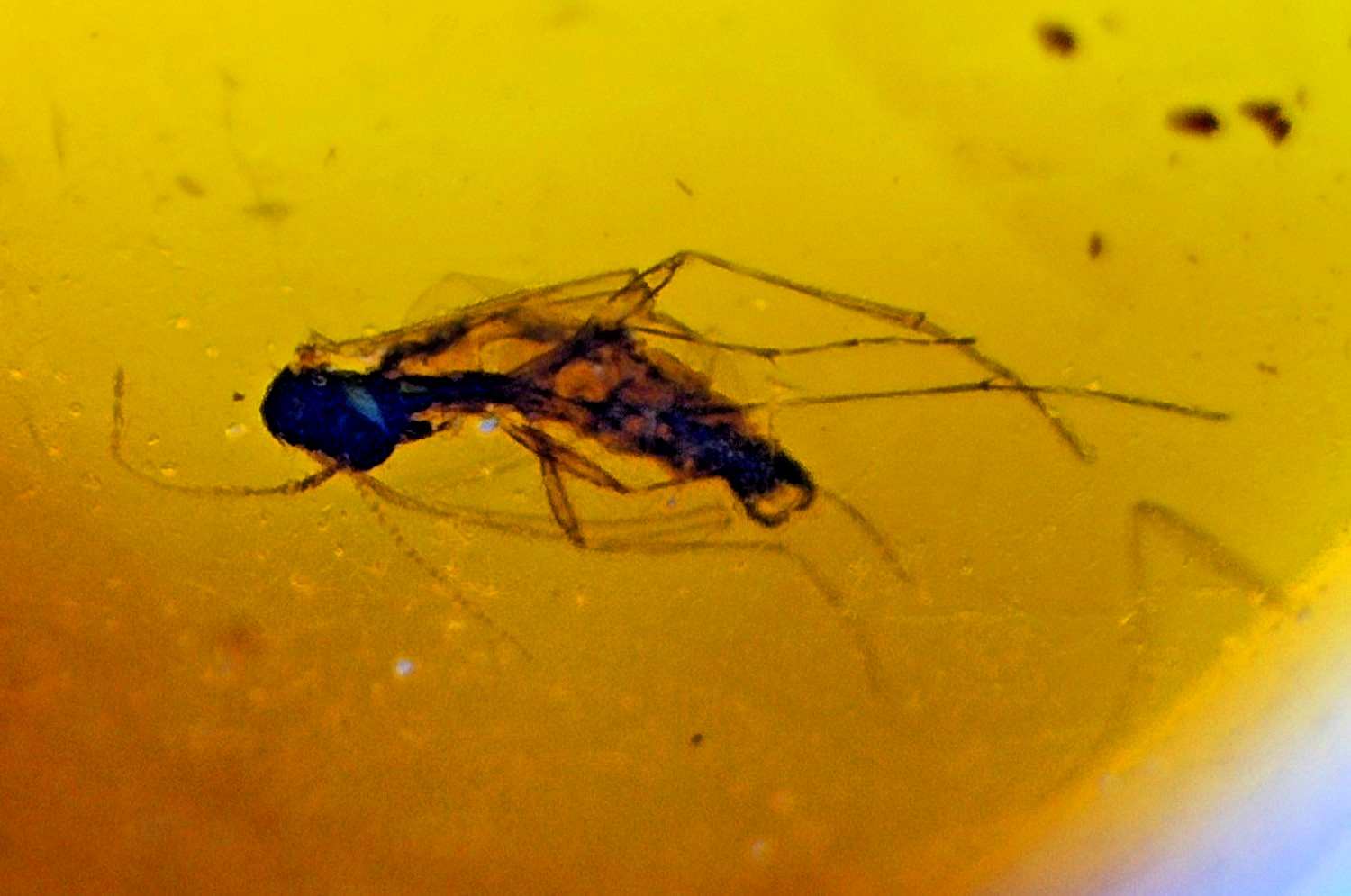 Beautiful Natural Dominican Amber Flying Insect Fossil 24mm
