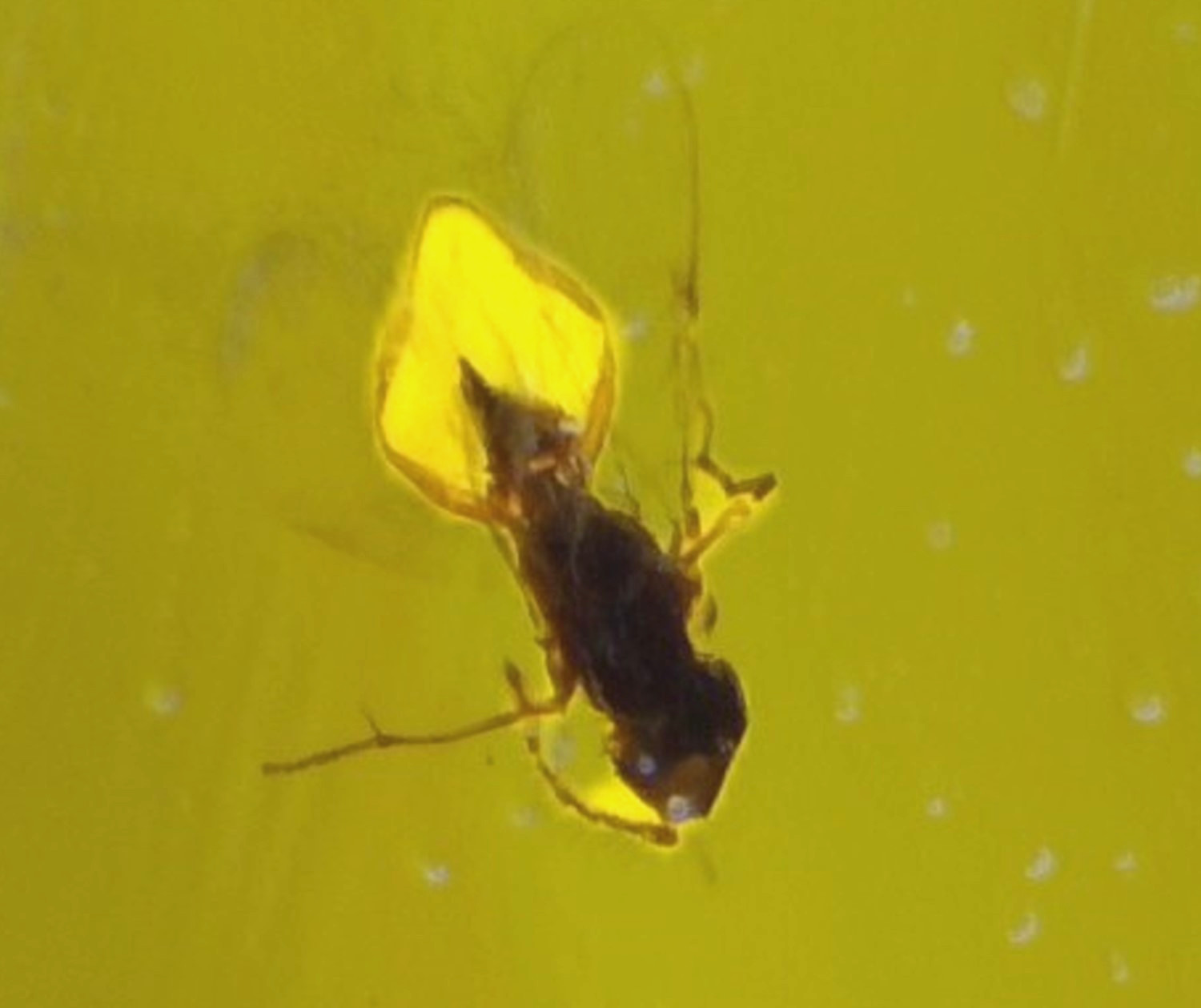 Natural Dominican Amber Polished Stone 30mm – Insect Inclusion Fossil