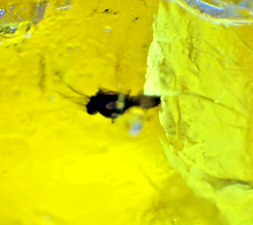Beautiful Dominican Amber Fossil with Insect Inclusion