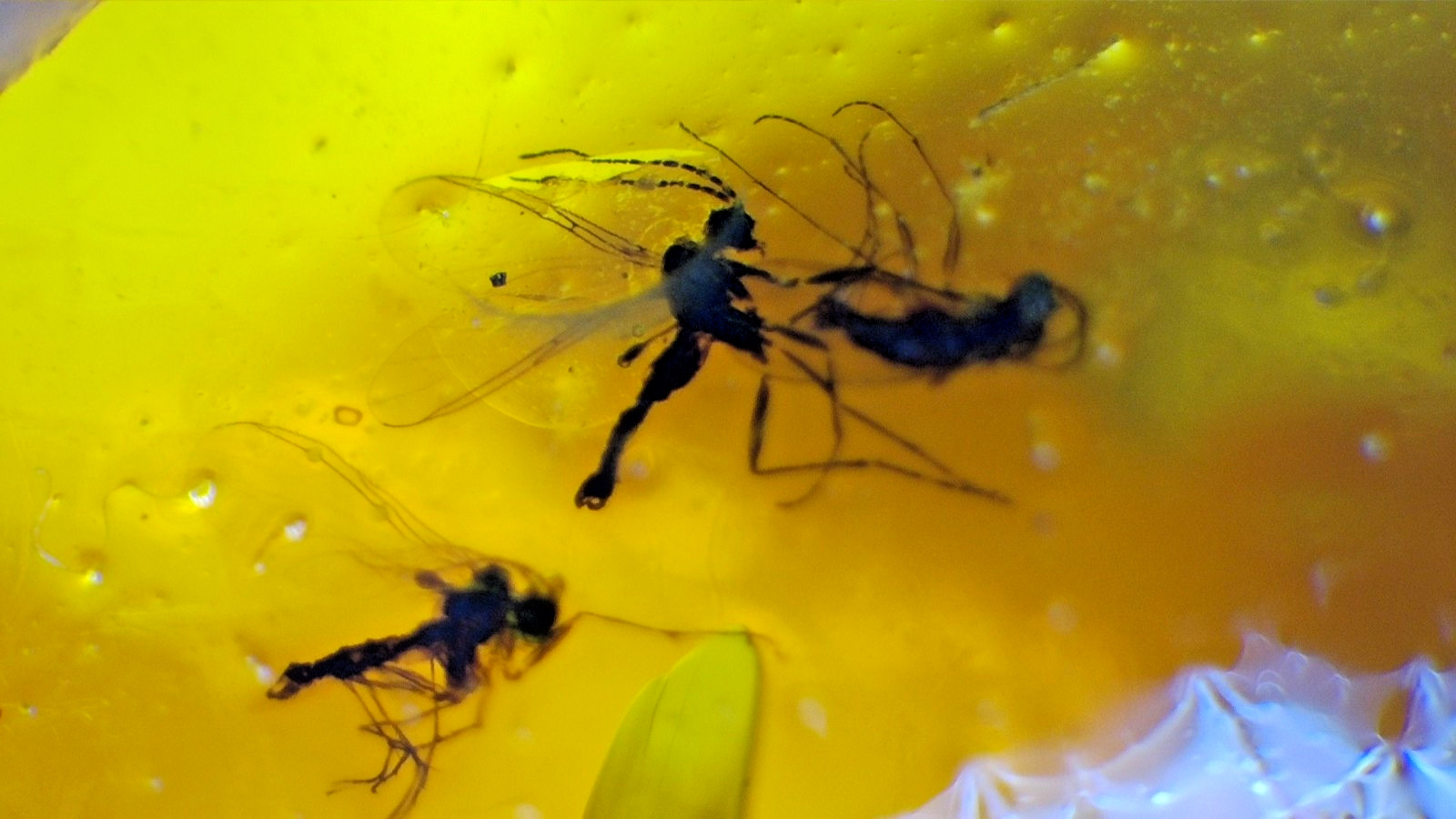 Premium Dominican Amber Multiple Fossil with Insect Inclusions
