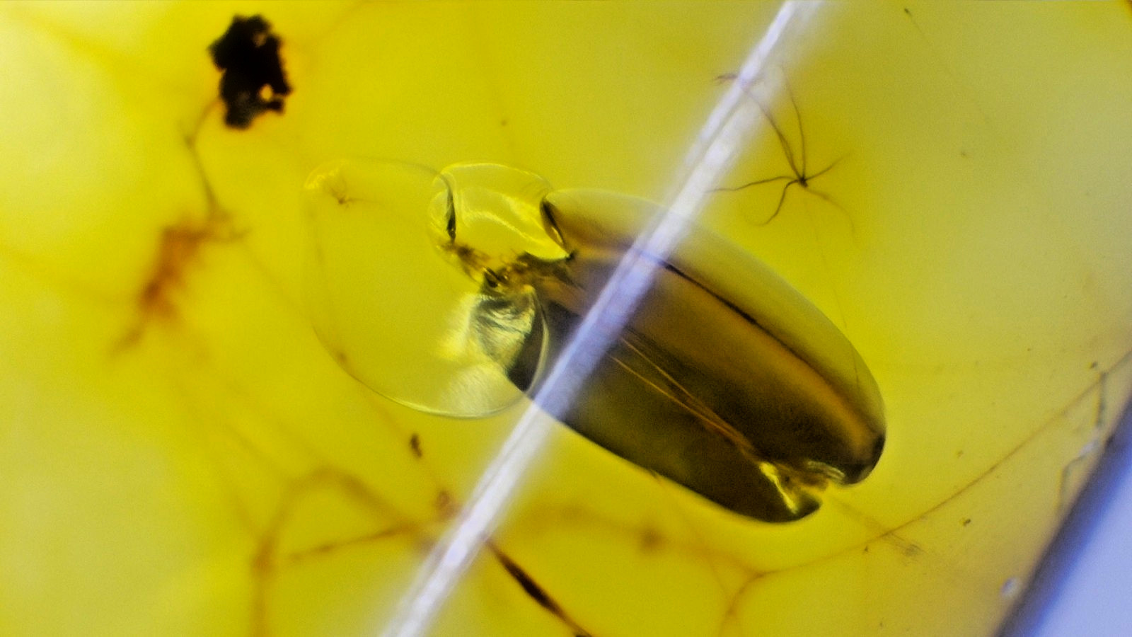 Rare Dominican Amber with Multiple Inclusions