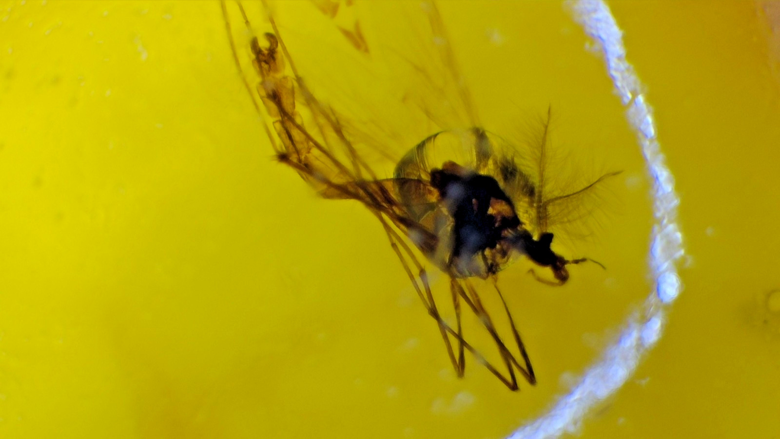 Rare Dominican Amber Fossil with Long-Legged Insect