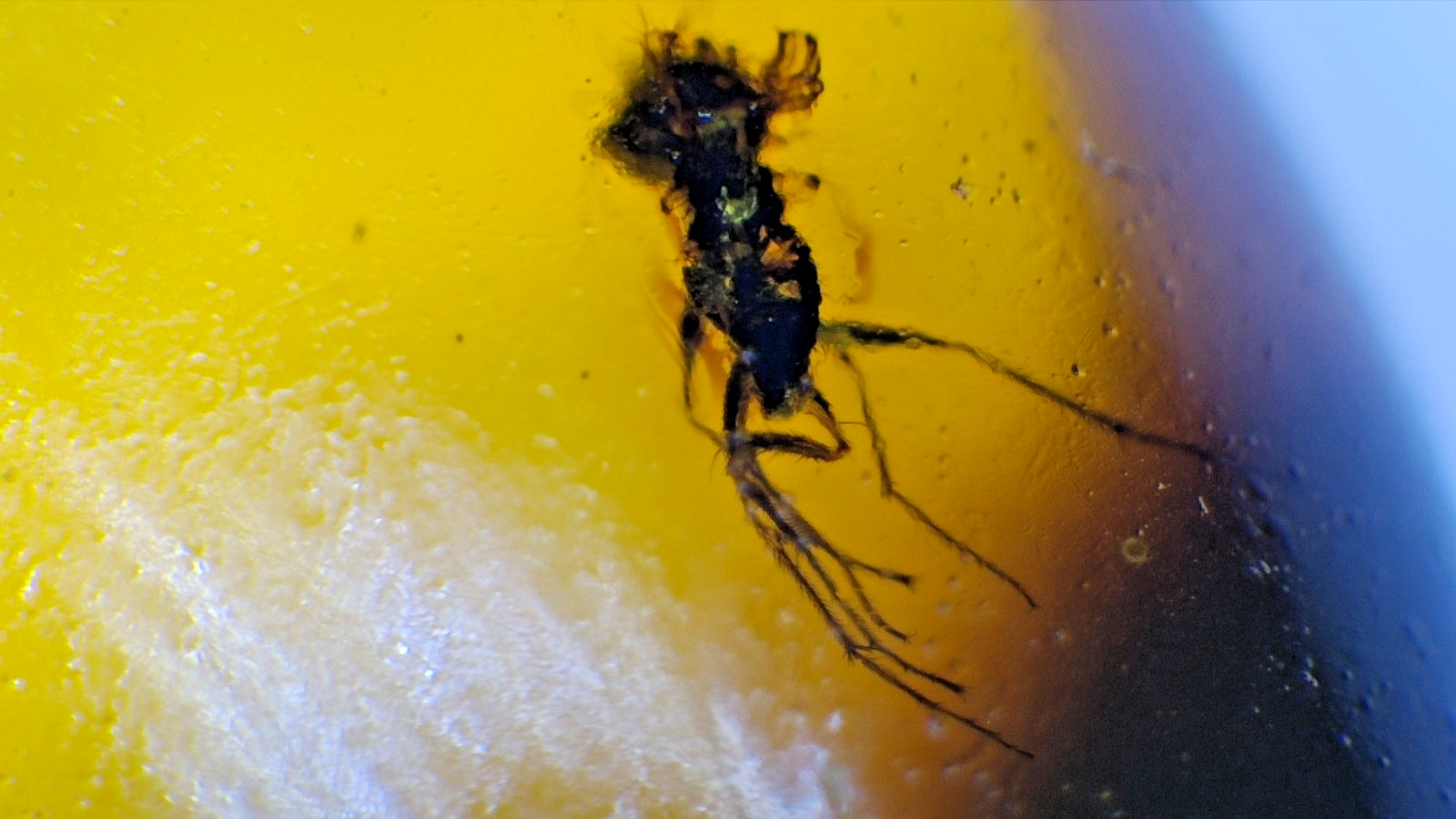 Dominican Amber Fossil with Long-Legged Insect