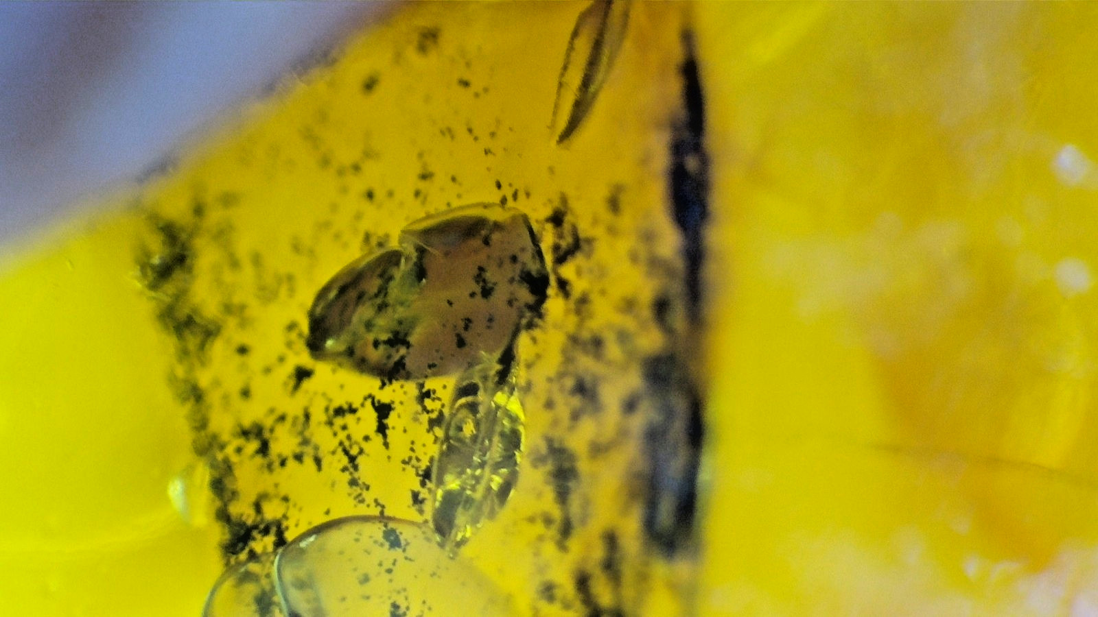Premium Dominican Amber with Botanical Inclusion